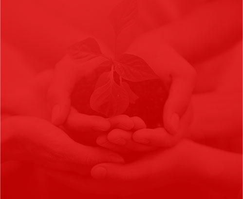 成(chéng)都(dōu)網絡公司椰果